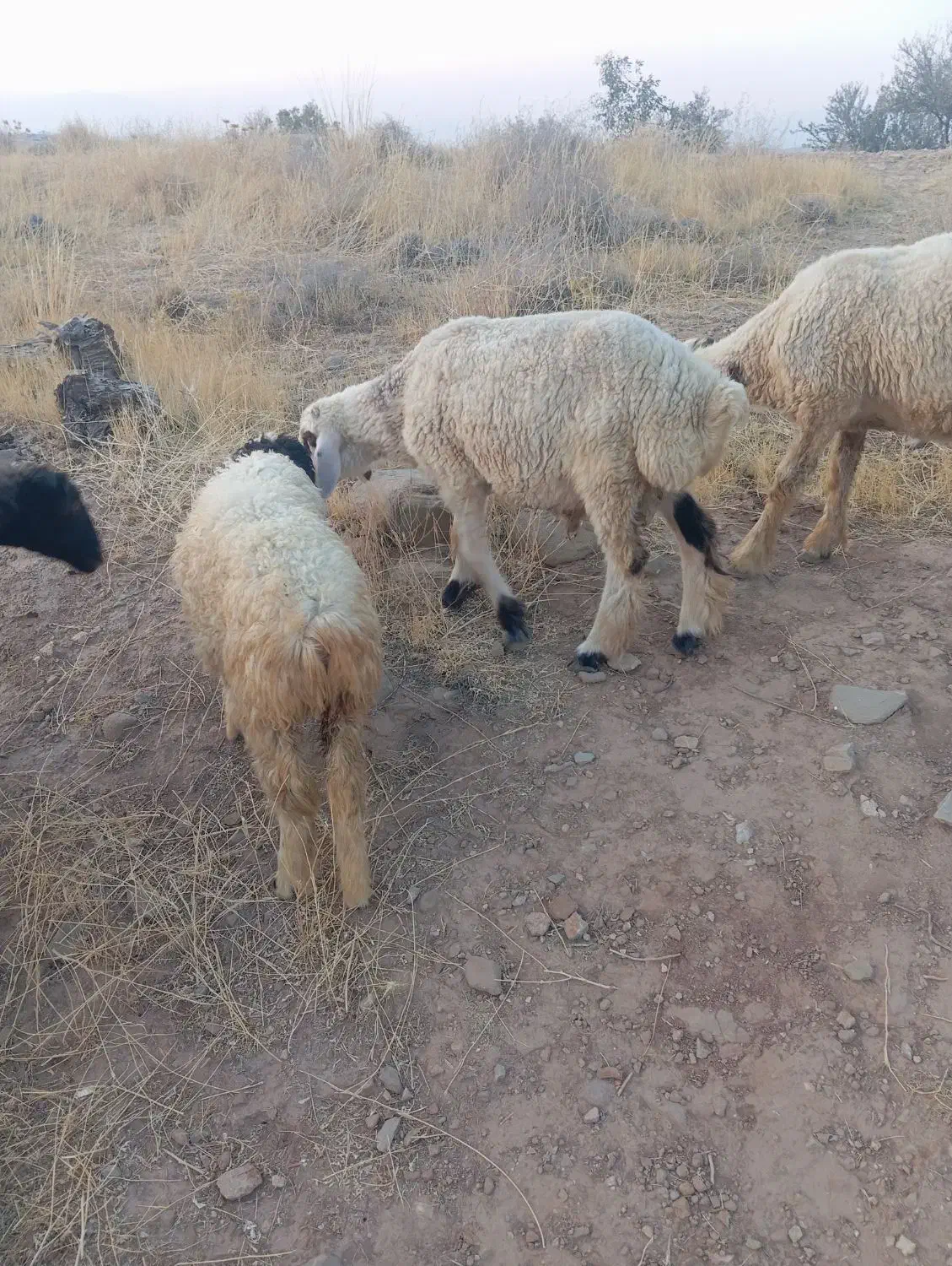 بره سبک نر|حیوانات مزرعه|شیراز, محراب|دیوار