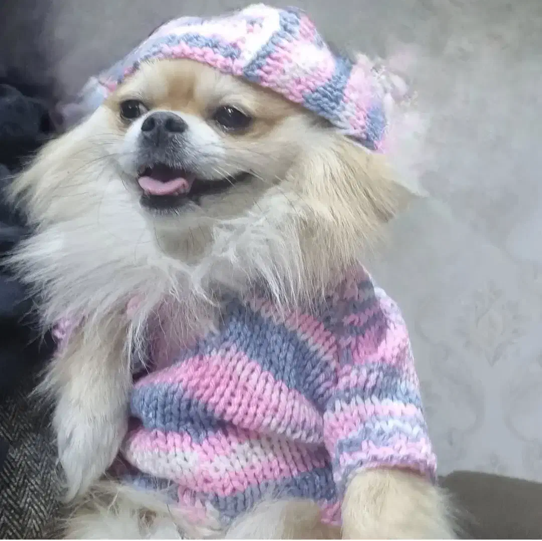 سگ گمشده|حیوانات|کرمانشاه, |دیوار