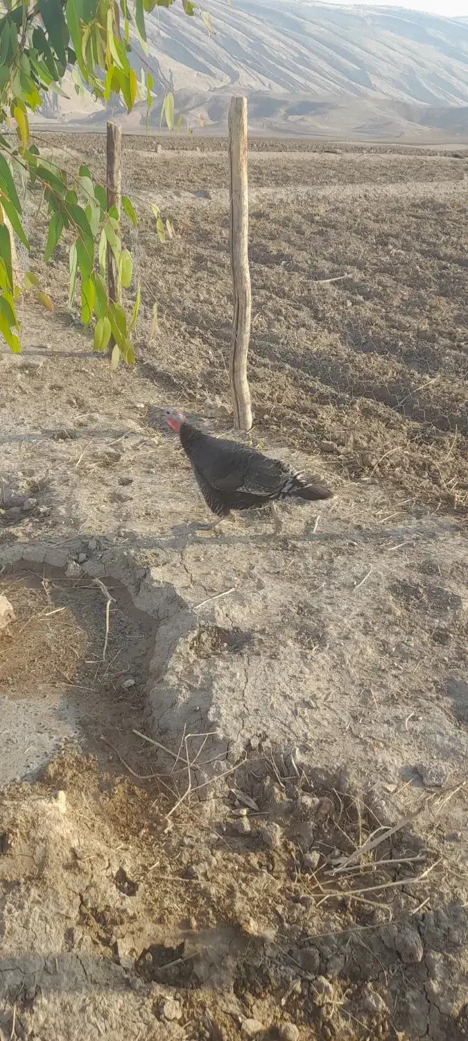 بوقلمون ماده هم‌مناسب داشت هم سر بریدن|حیوانات مزرعه|پلدختر, |دیوار