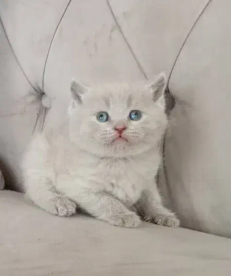 گر به های ارزون تهران (اسکاتیش بریتیش پرشین رگدال)|گربه|تهران, پونک|دیوار