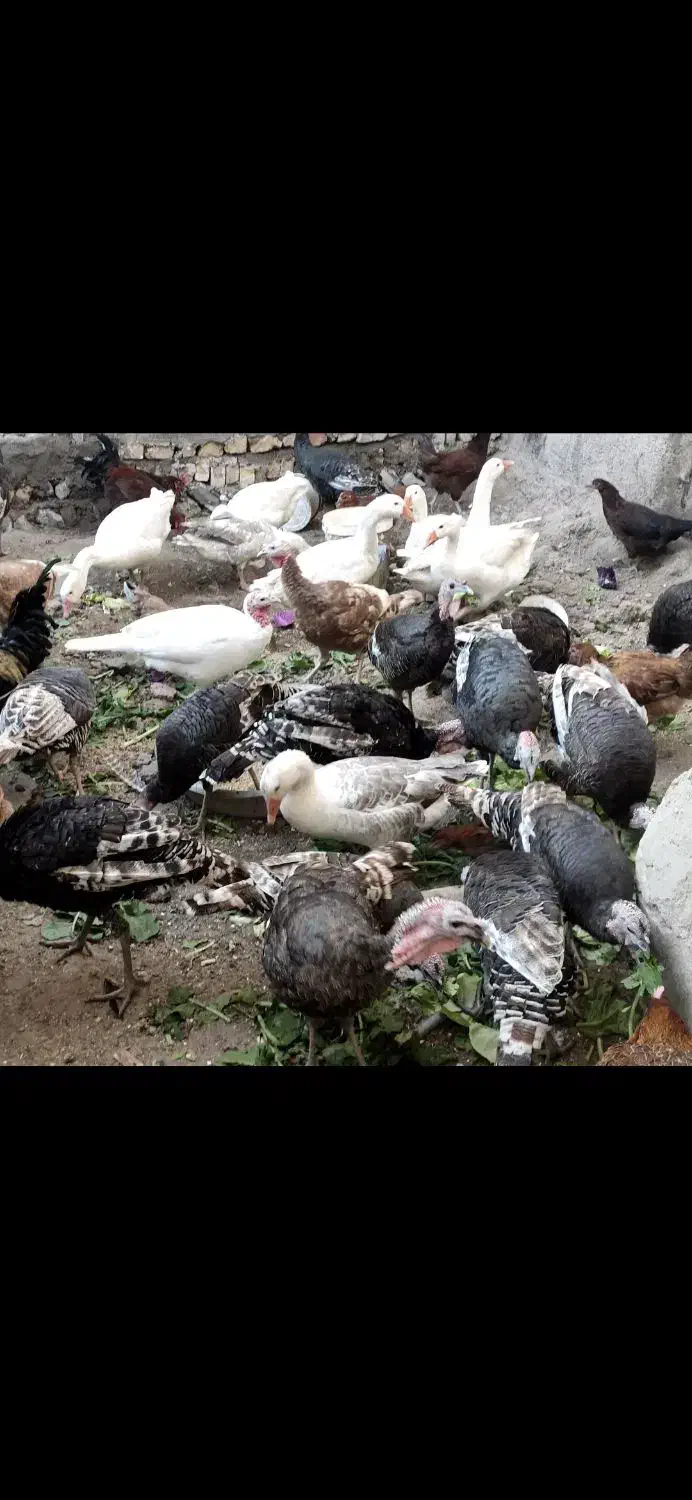 بوقلمون محلی|حیوانات مزرعه|قزوین, |دیوار