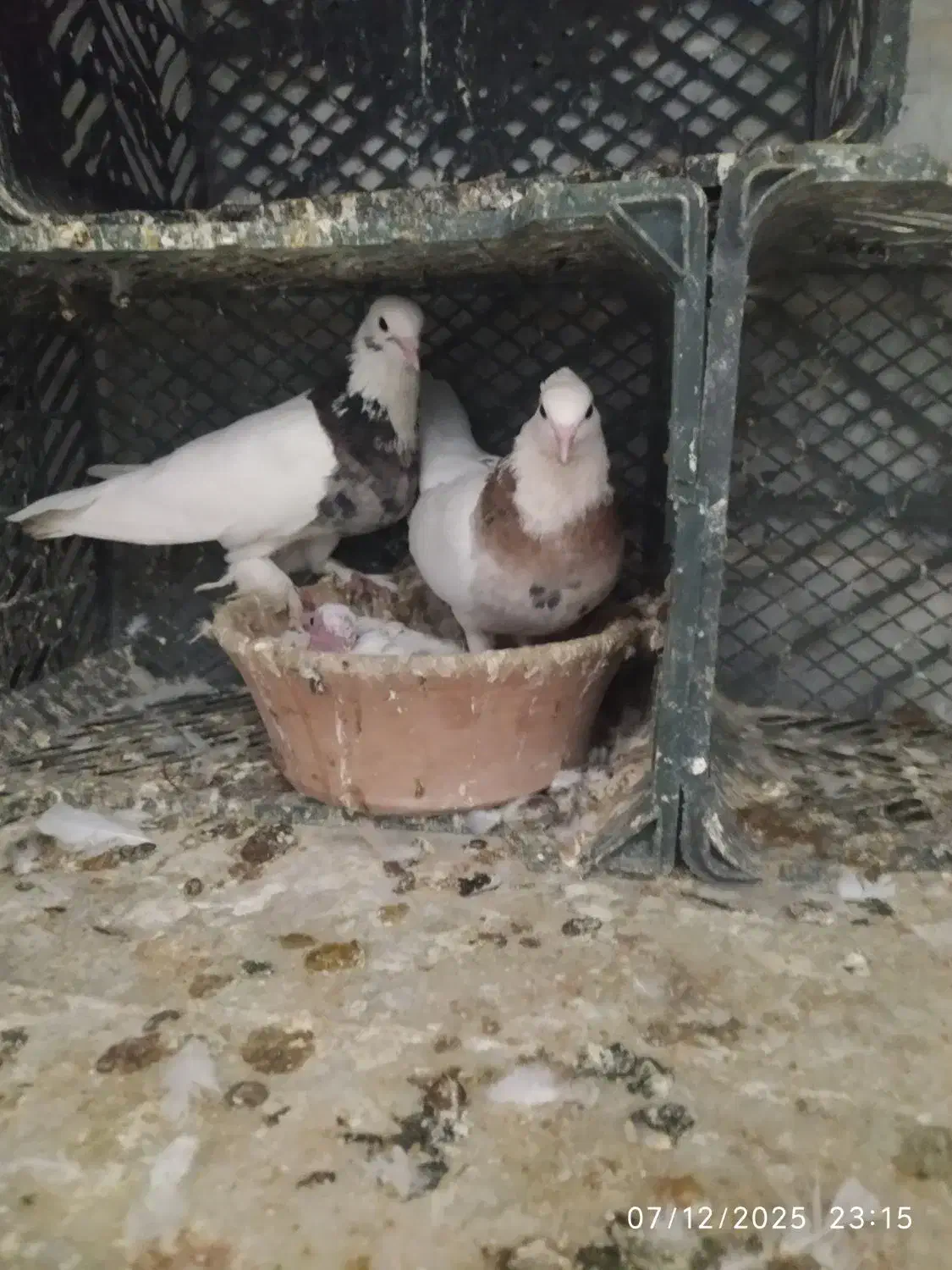 کبوتر|پرنده|قم, زند آباد|دیوار