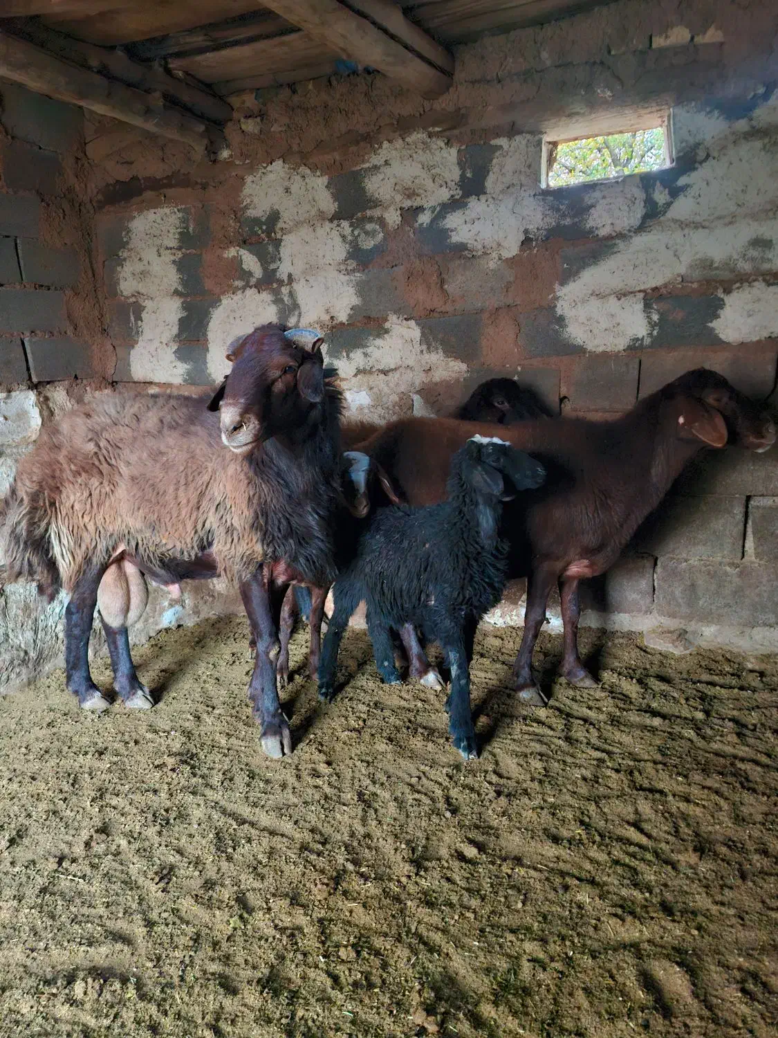 قوچ فروشی|حیوانات مزرعه|مهدی شهر, |دیوار