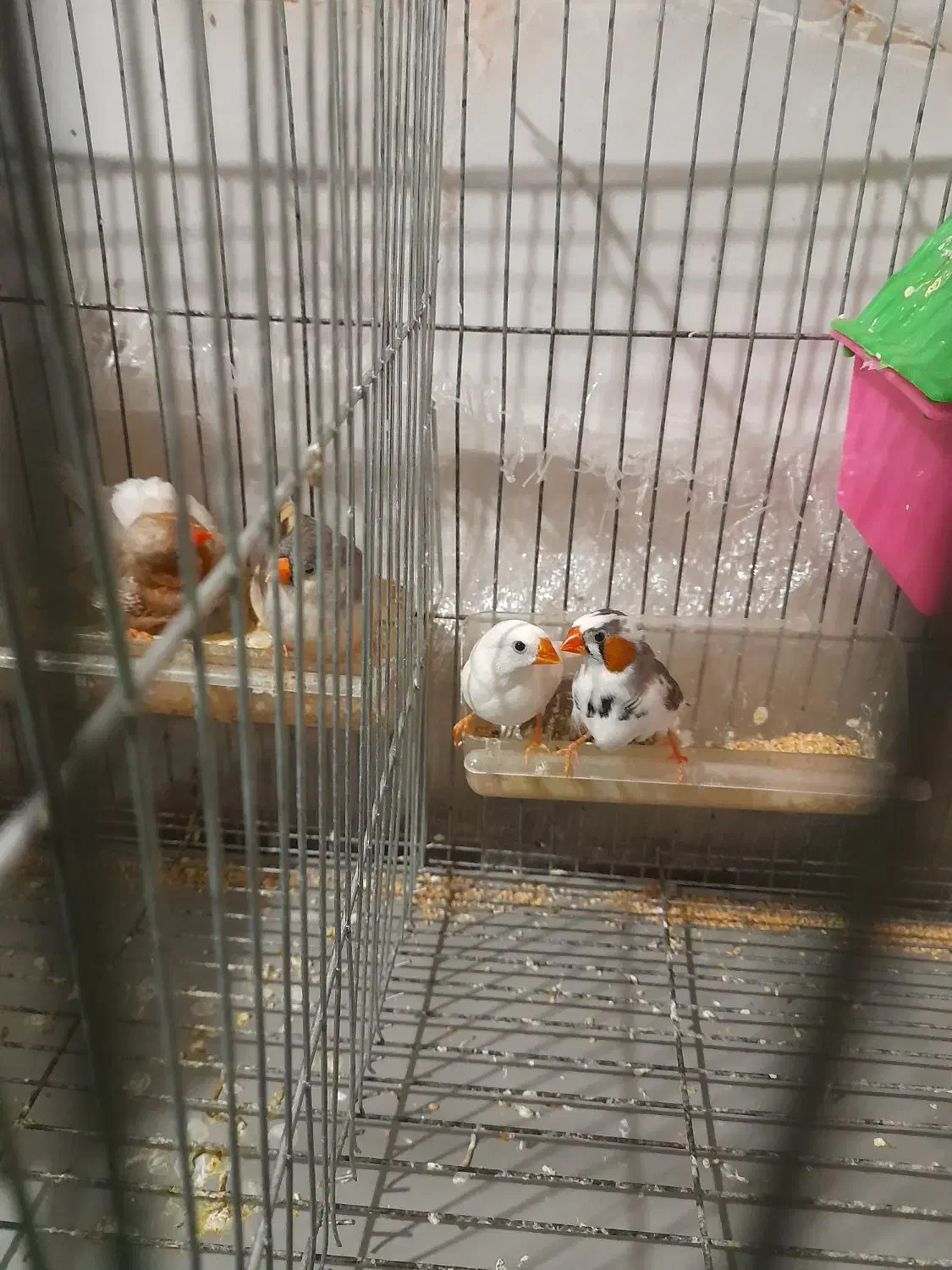 دو جفت فنچ|پرنده|جیرفت, |دیوار