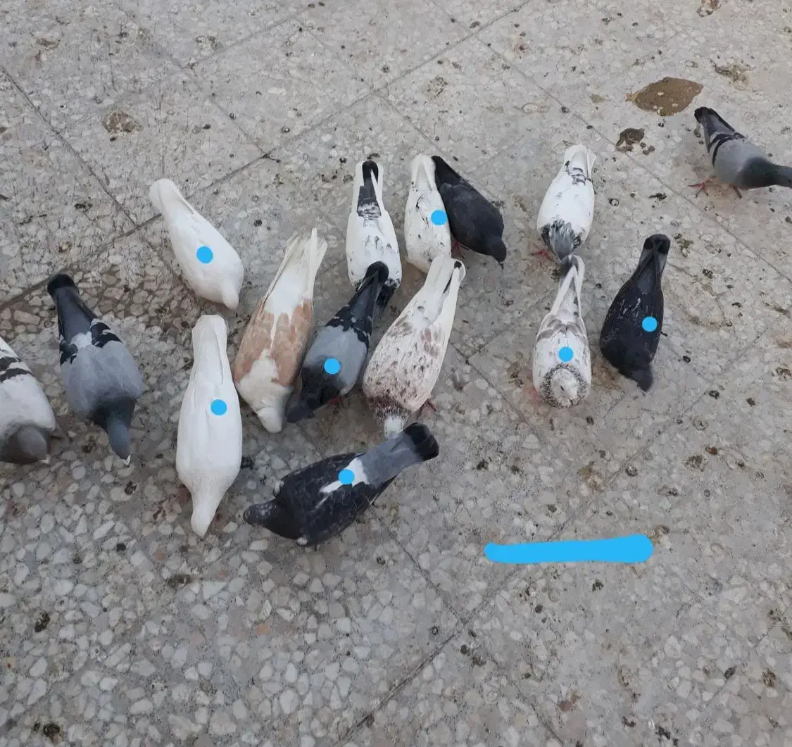 کبوتر پرشی تهرانی و مسافتی تعداد ۱۰تا|پرنده|اسلام‌شهر, شهرک مفیدی|دیوار