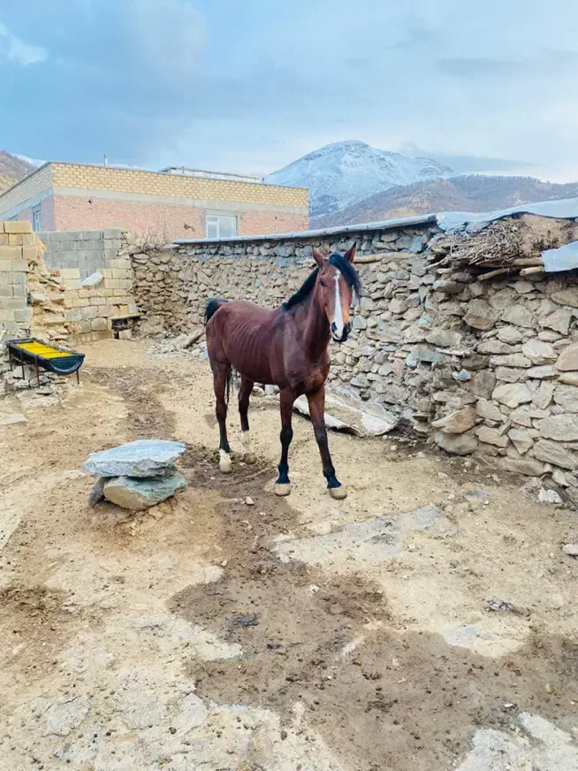 فروشی|اسب و تجهیزات اسبسواری|بانه, |دیوار