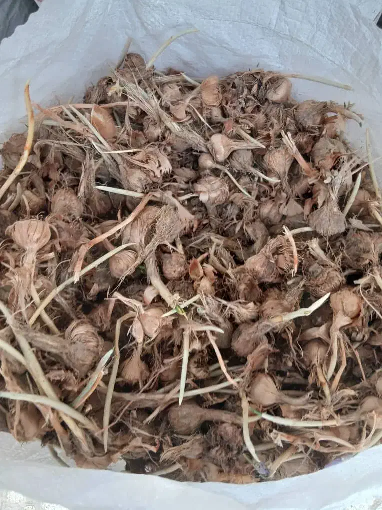 عناب ونهال عناب زرشک افین بزرگترین باغستان زرشک|عمده‌فروشی|تهران, بوستان شیان|دیوار