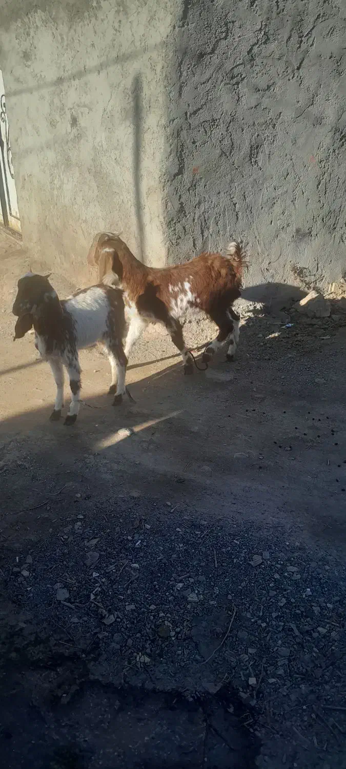 بزغاله های سه قلو|حیوانات مزرعه|اهر, |دیوار