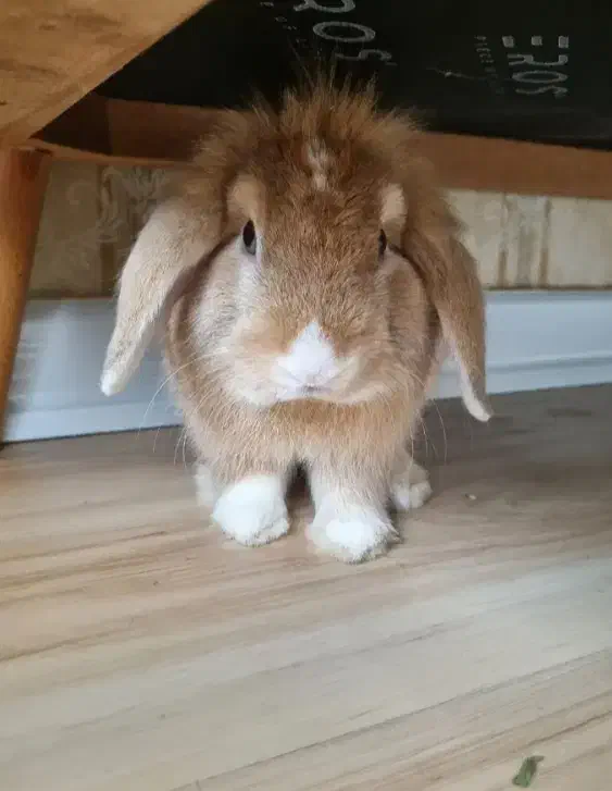 خرگوش خونگی|موش و خرگوش|اهواز, شهرک حفاری|دیوار