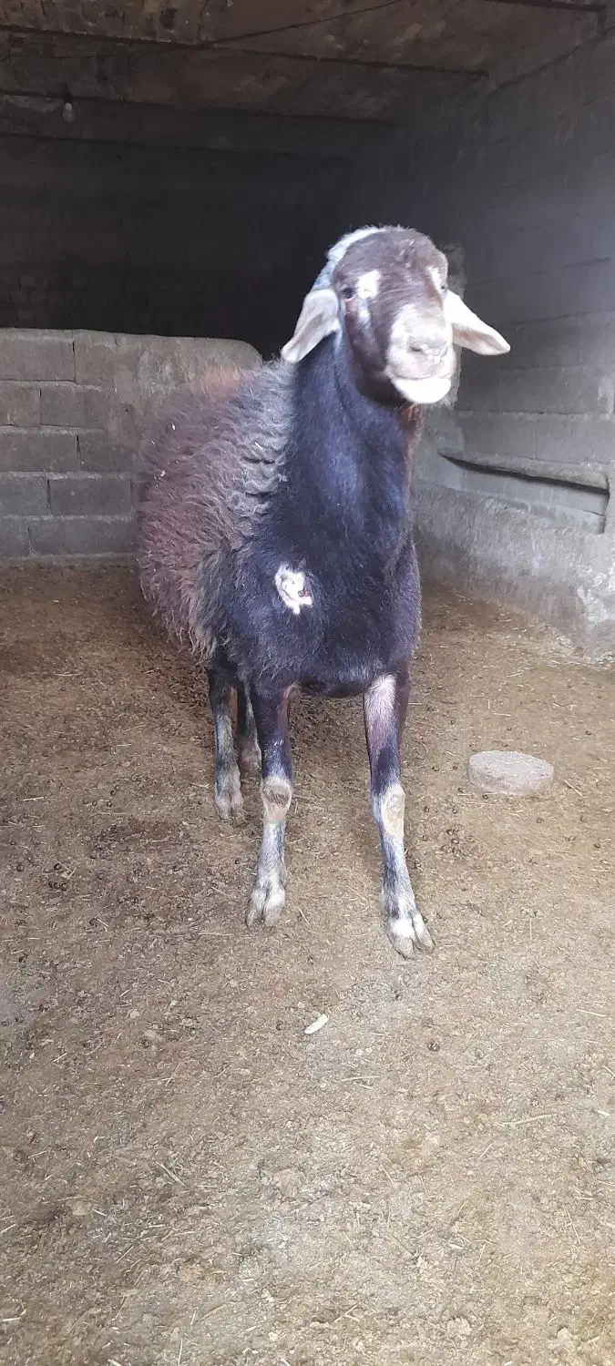 قوچ دونیم ساله دوقلوزا|حیوانات مزرعه|قلقل رود, |دیوار