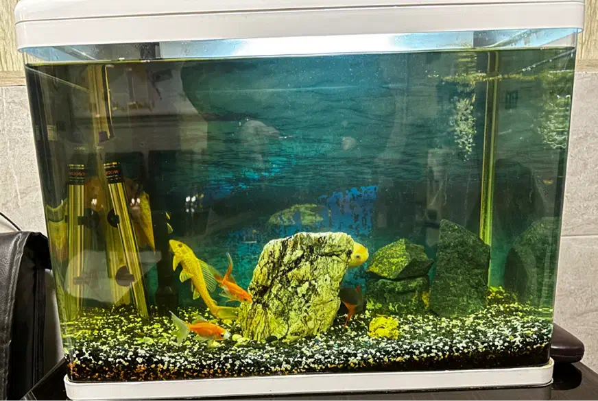 آکواریوم شیشه خم|ماهی|مشهد, هنرستان|دیوار