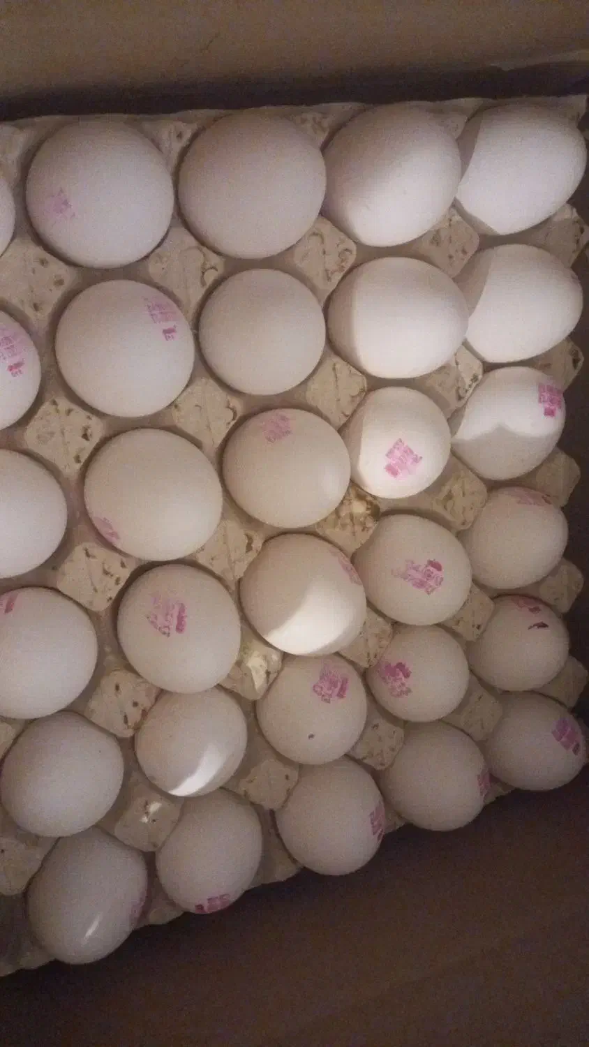 پخش عمده و جزئی تخم مرغ تاریخ به روز|خوردنی و آشامیدنی|تهران, گمرک|دیوار