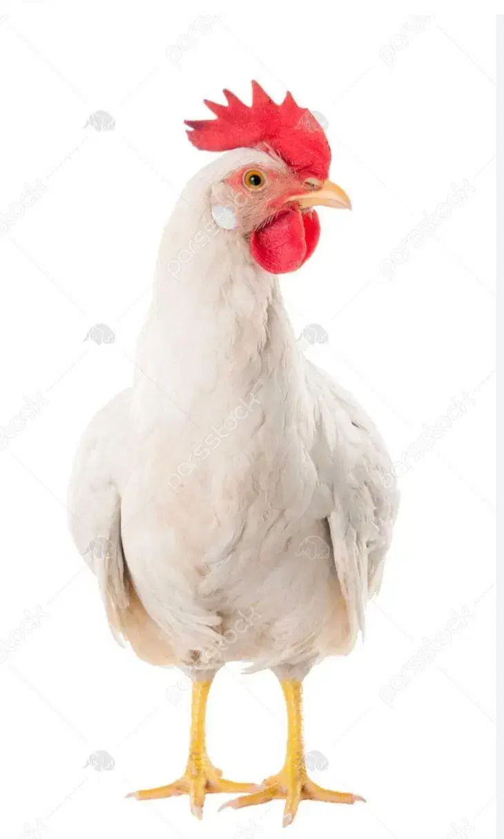 مرغ.|حیوانات مزرعه|کنگاور, |دیوار