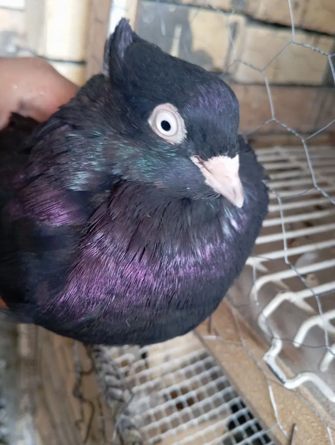 کبوتر|پرنده|لالی, |دیوار