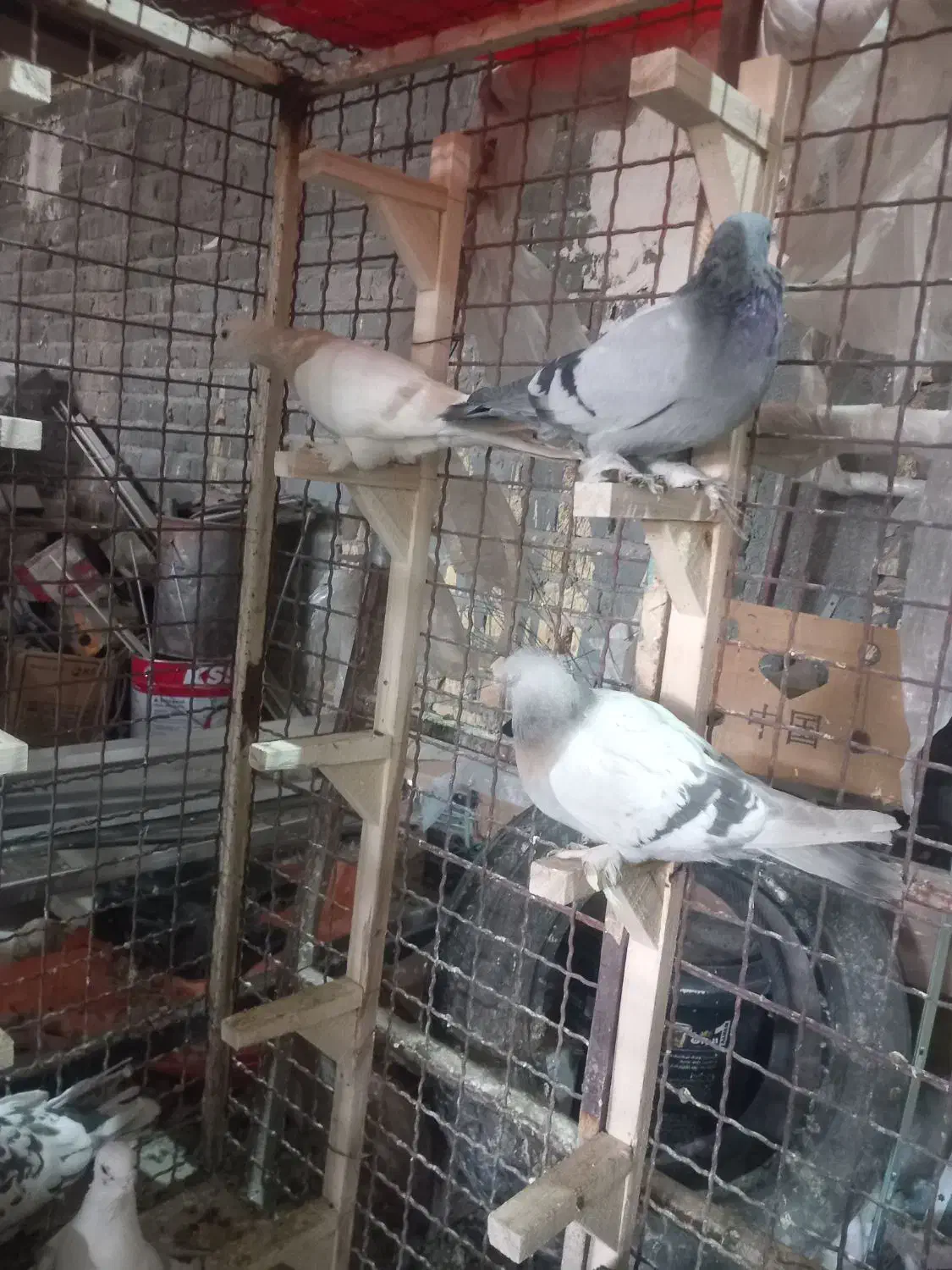 ماده سوسنی|پرنده|شیراز, شهرک کوشکک|دیوار