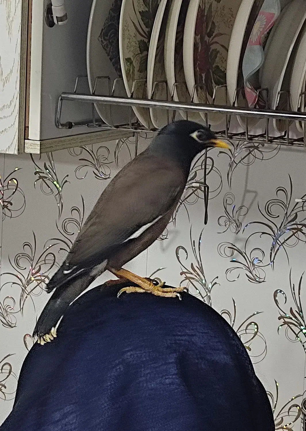 مینا سخنگو|پرنده|مشهد, کشاورز|دیوار