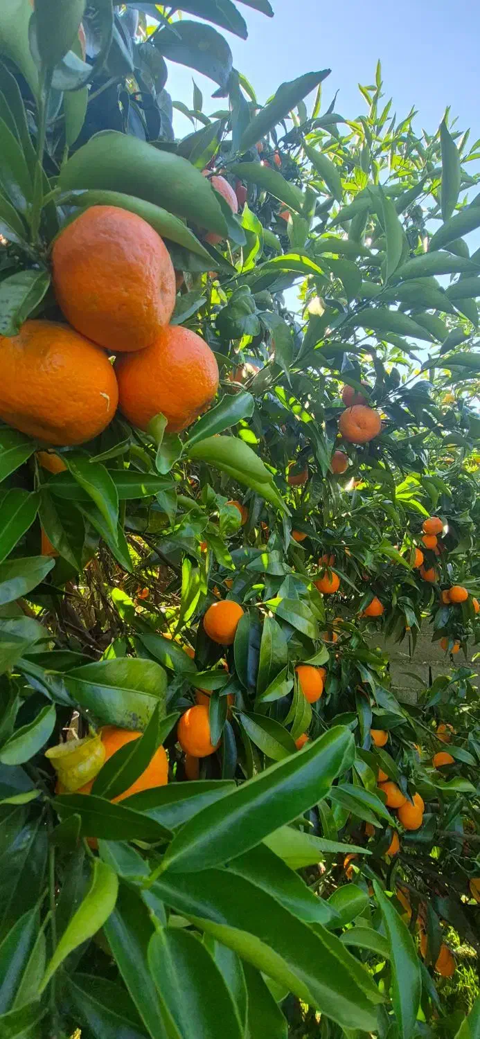 نارنگی شیرین و تازه چین|خوردنی و آشامیدنی|قائمشهر, |دیوار