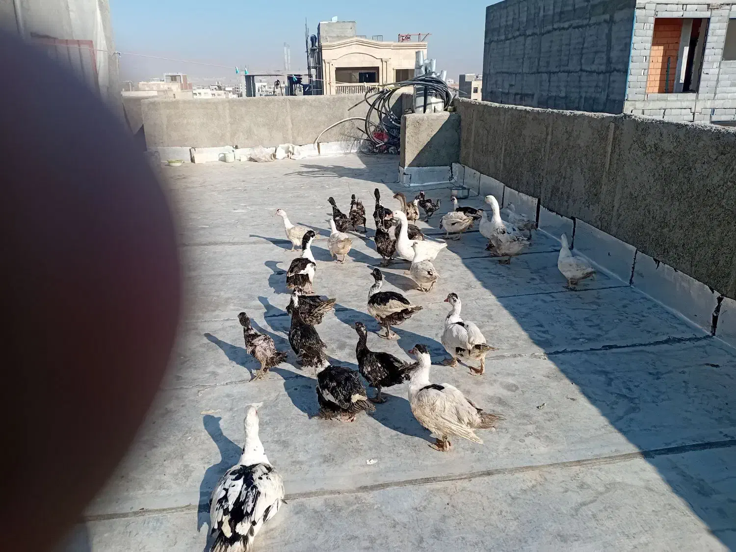 غاز سیکاس اردک|حیوانات مزرعه|بجنورد, |دیوار