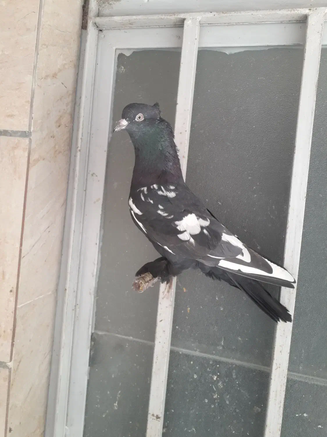 کبوتر|پرنده|شیراز, کوشک بیدک|دیوار