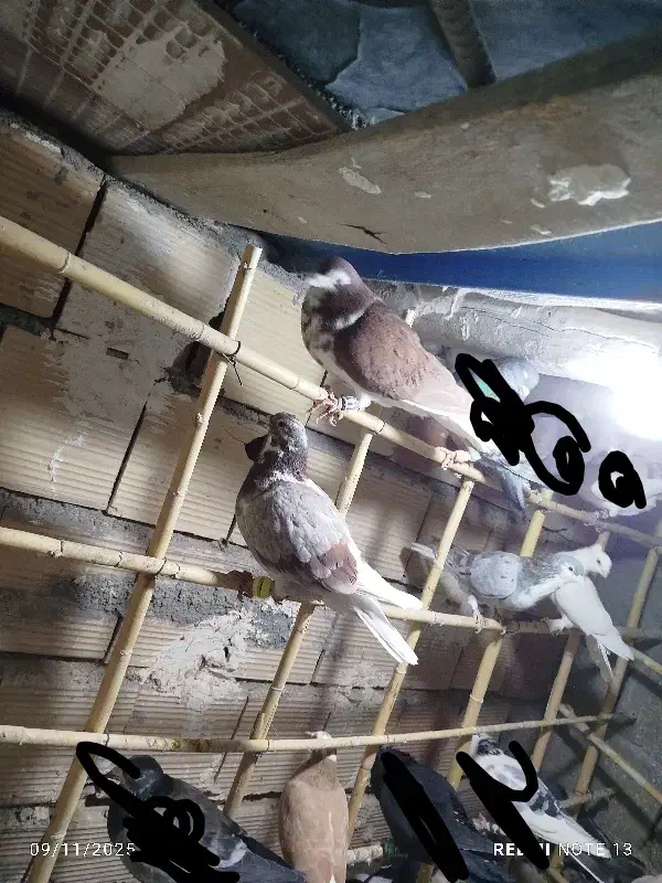 کبوتر پرشی|پرنده|جغتای, |دیوار