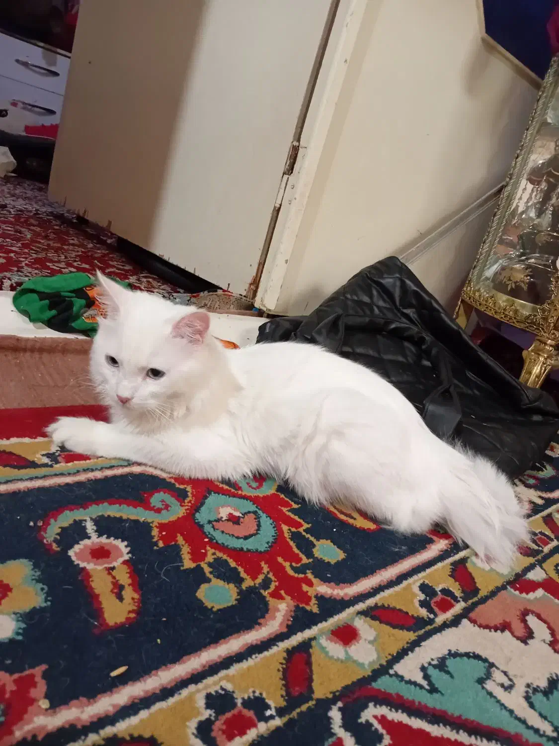 گربه پرشین|گربه|تبریز, |دیوار