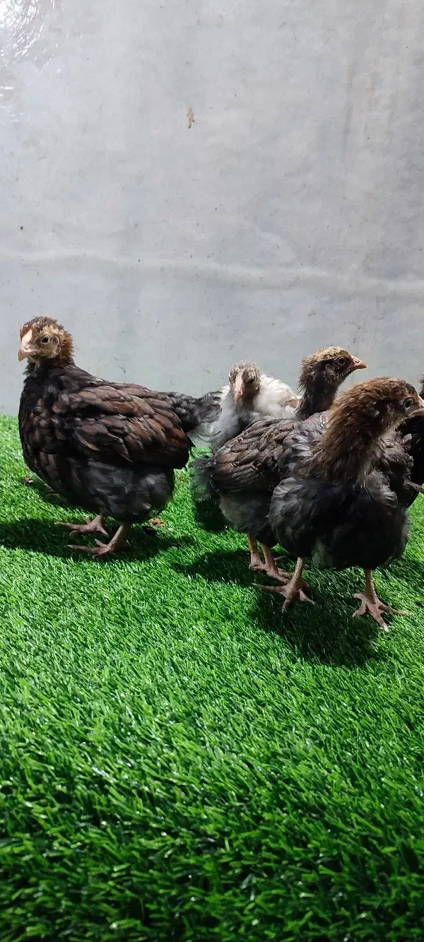 جوجه ۴۵ روزه ویاندوت|حیوانات مزرعه|تهران, تهرانسر غربی|دیوار