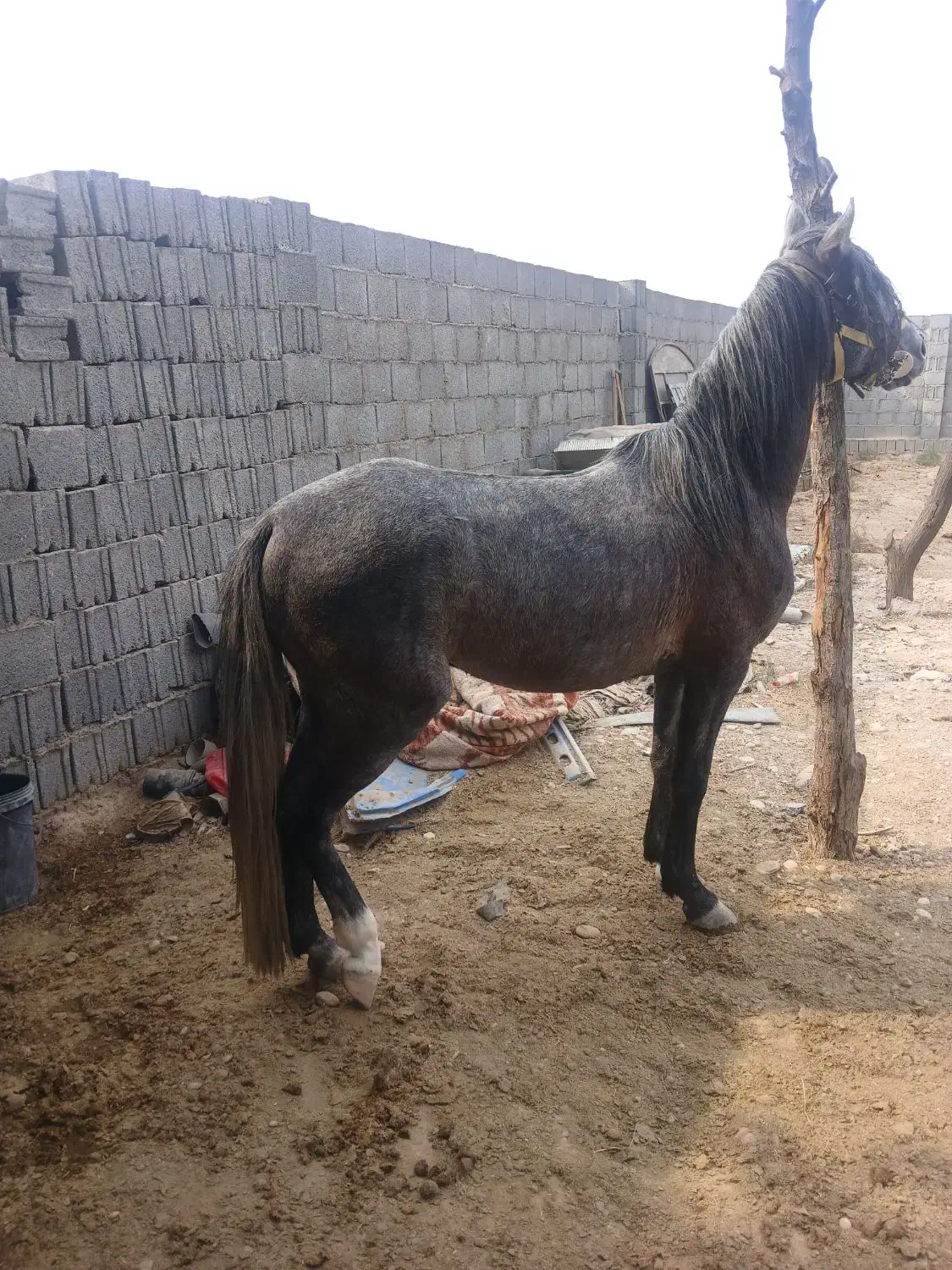 اسب نیله|اسب و تجهیزات اسب‌سواری|شبانکاره, |دیوار