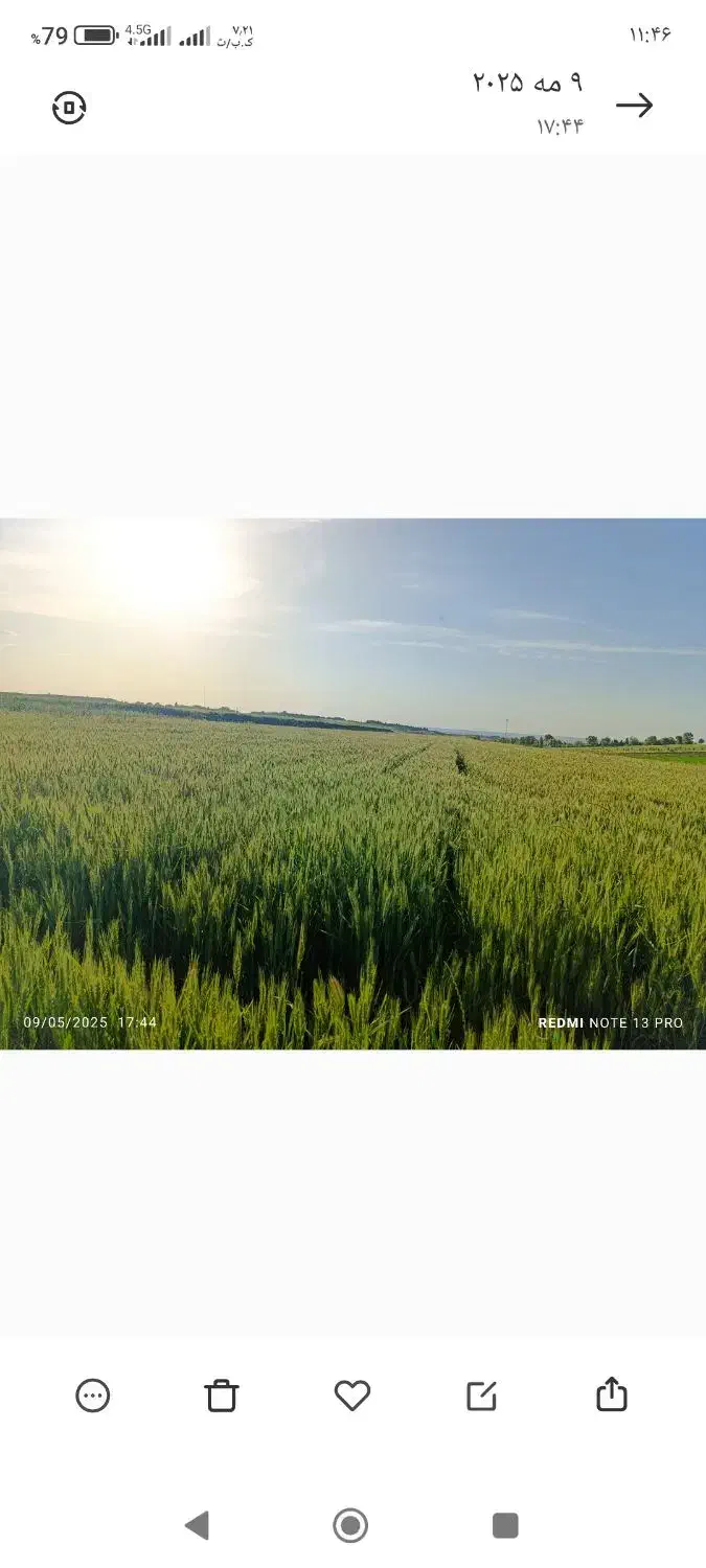 بذر گندم رقم کلکتور تضمینی|عمدهفروشی|اسلام آباد, |دیوار