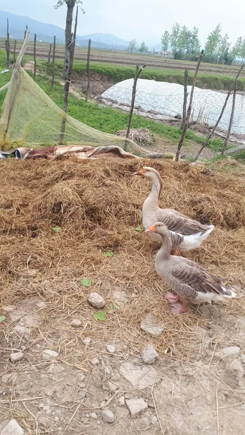 غاز|حیوانات مزرعه|سیاهکل, |دیوار