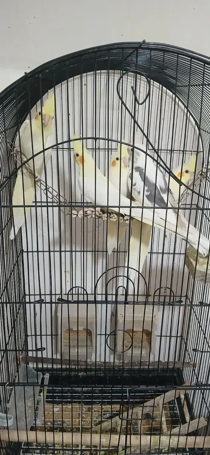 عروس هلندی|پرنده|تربت‌حیدریه, بازار|دیوار