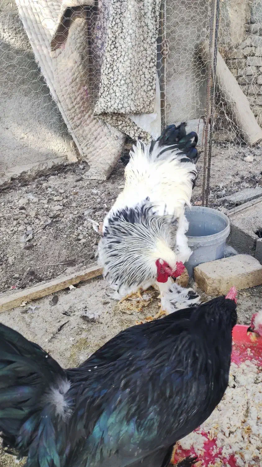 خروس برهما و مرندی|حیوانات مزرعه|هشتگرد, خور|دیوار