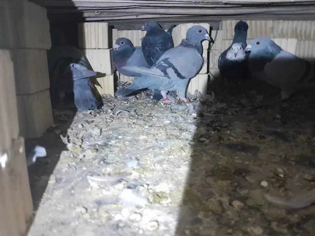 کفتر پلاکی|پرنده|کوه چنار, |دیوار