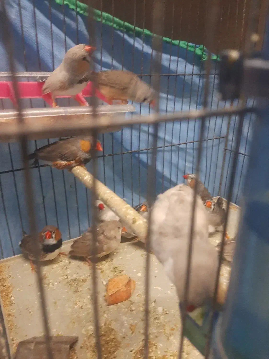 فنج گینگ|پرنده|تاکستان, |دیوار