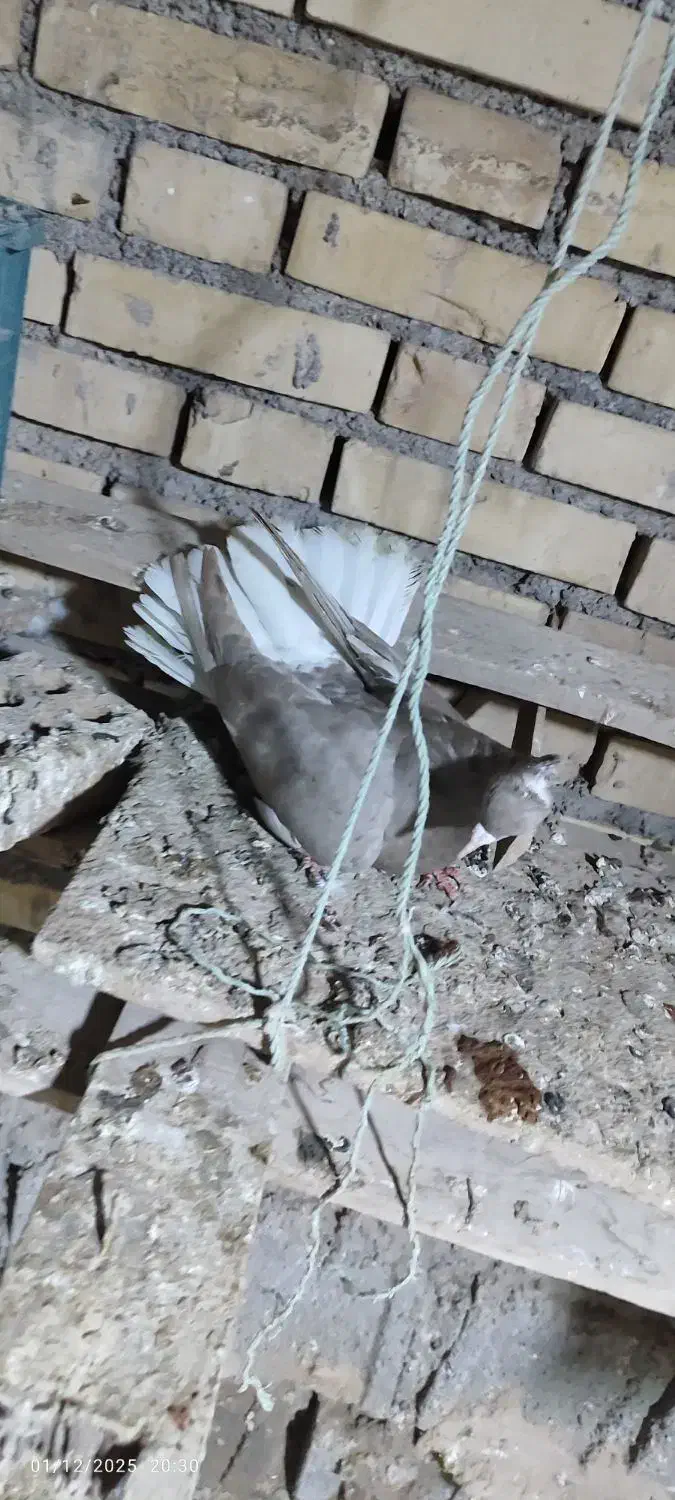 کوهی دمسفید کرم|پرنده|کرخه, |دیوار