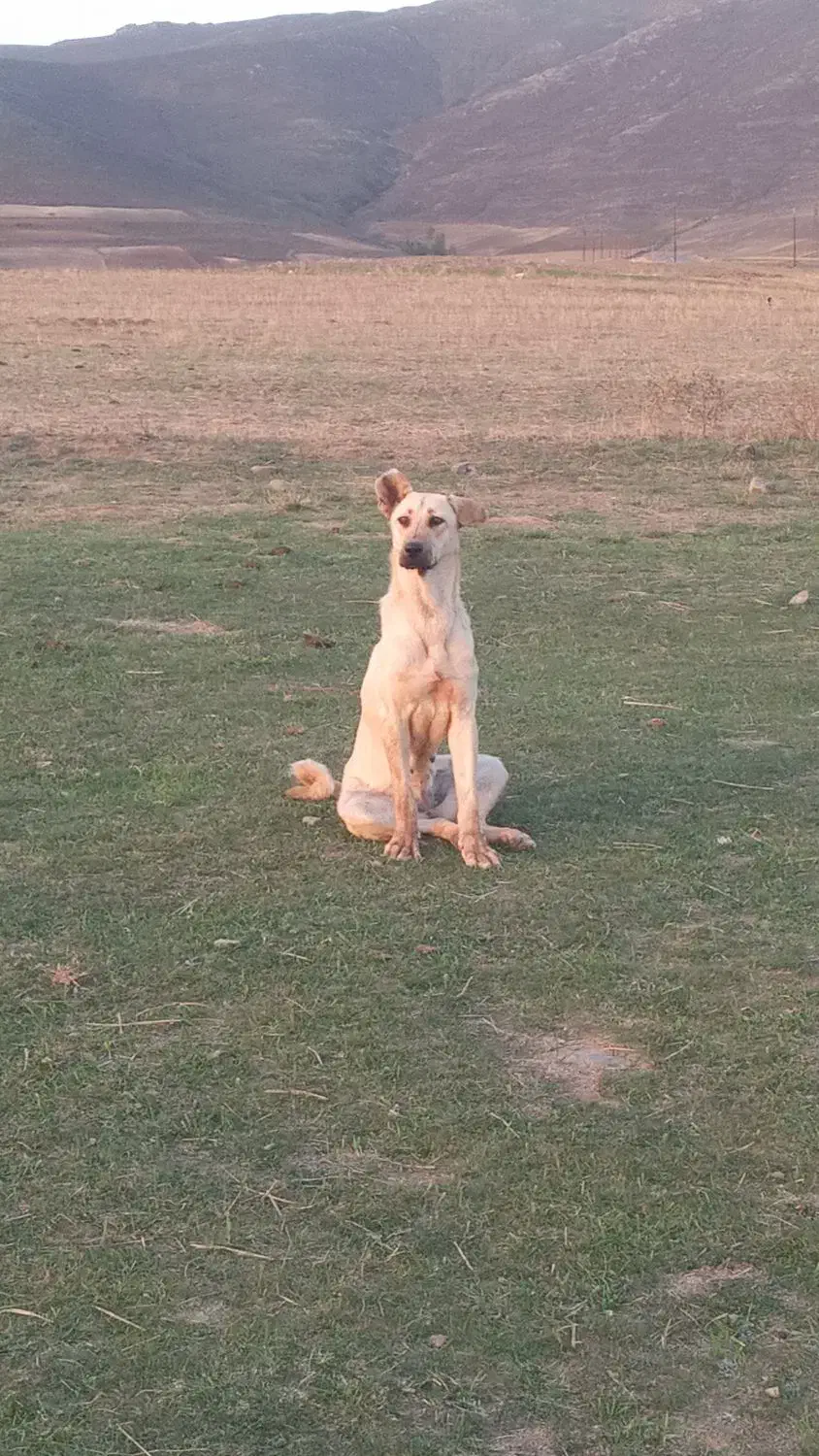 سرابی قیمت ۵میلیون|سگ|اهر, |دیوار