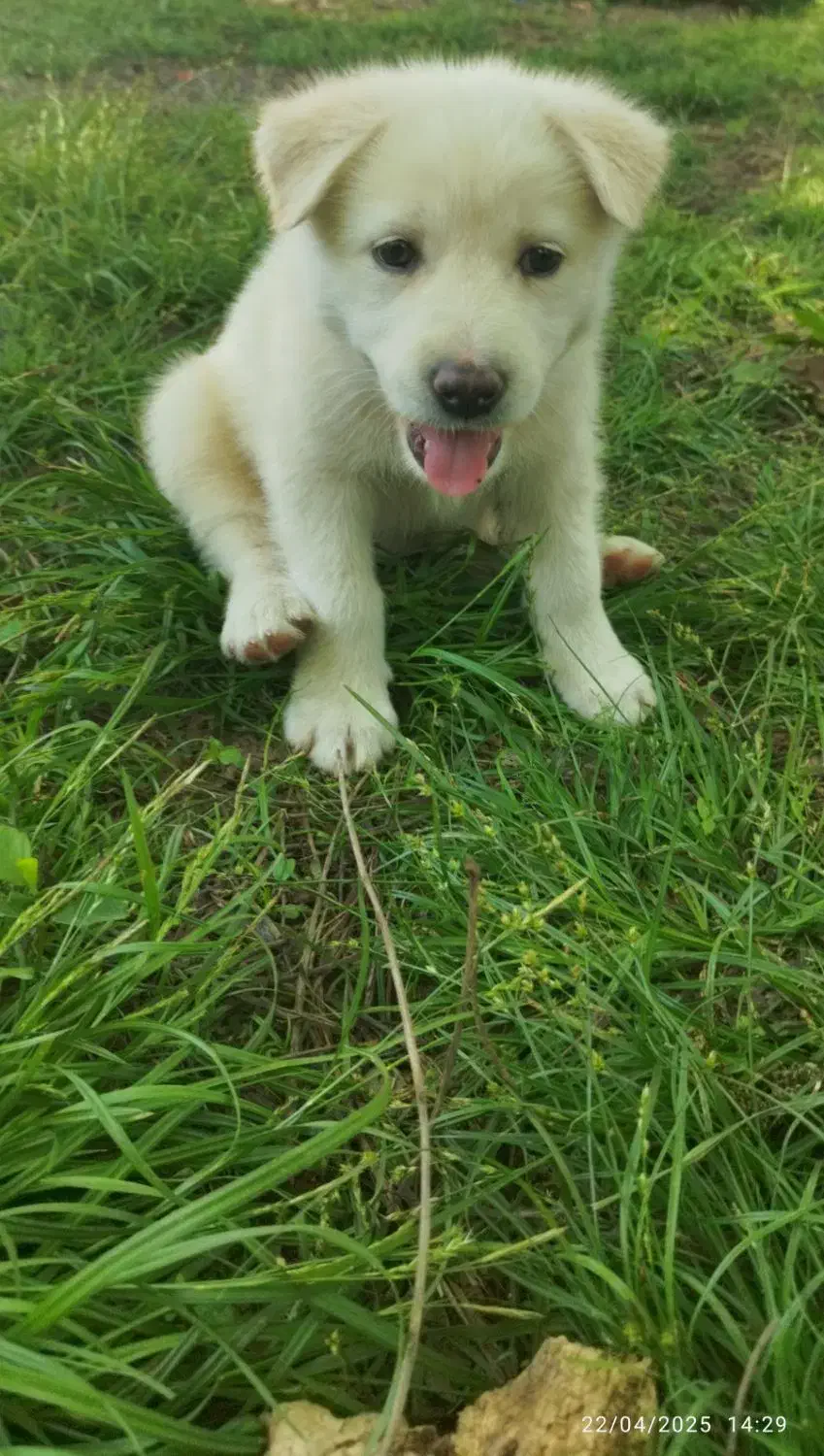 سگ میکس هاسکی ساموید|سگ|ماسال, |دیوار