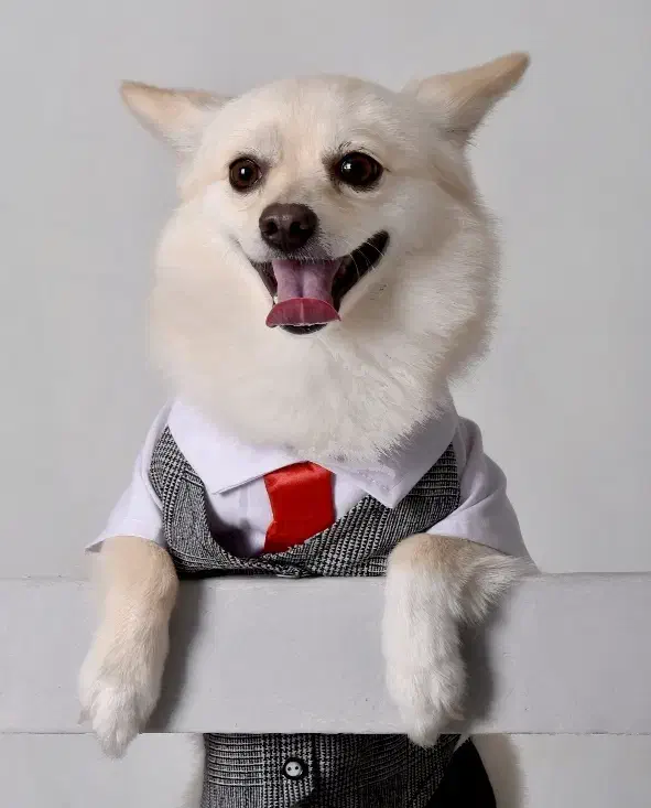 سگ پامر نر جفتگیری|سگ|اهواز, کوی باهنر|دیوار