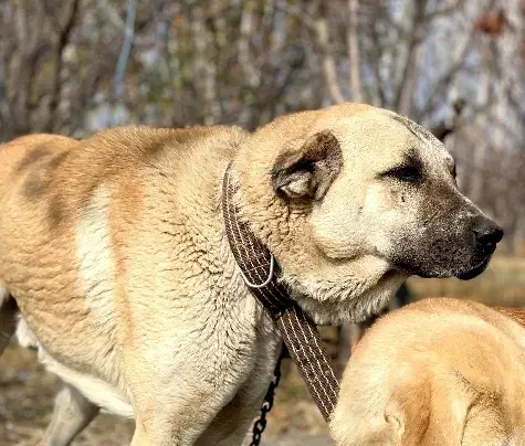 سگ گمشده|حیوانات|ارومیه, |دیوار