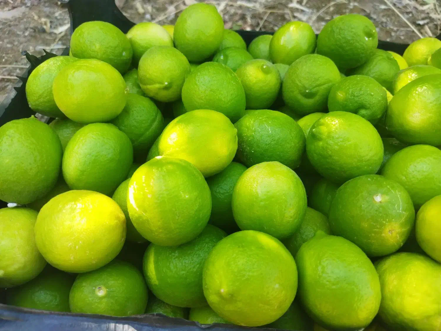 اجاره میوه سر درخت|خدمات باغبانی و درختکاری|باشت, |دیوار