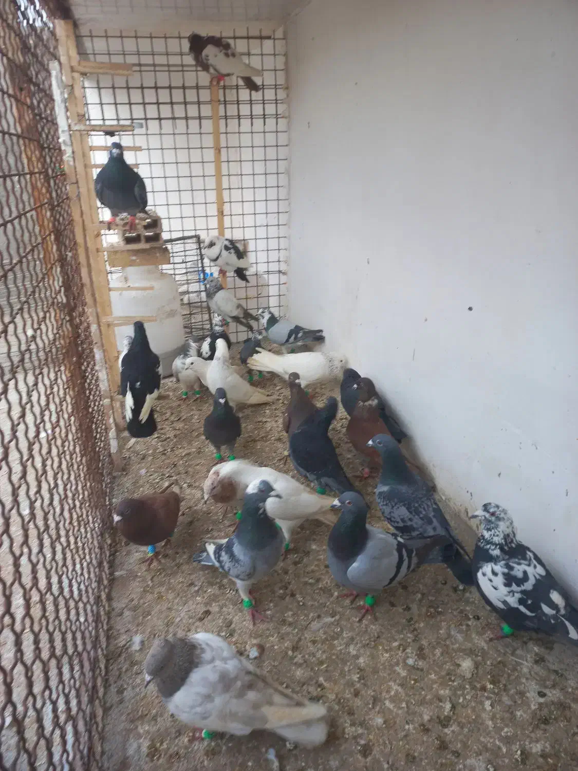 کفتر پرشی|پرنده|اسفراین, |دیوار