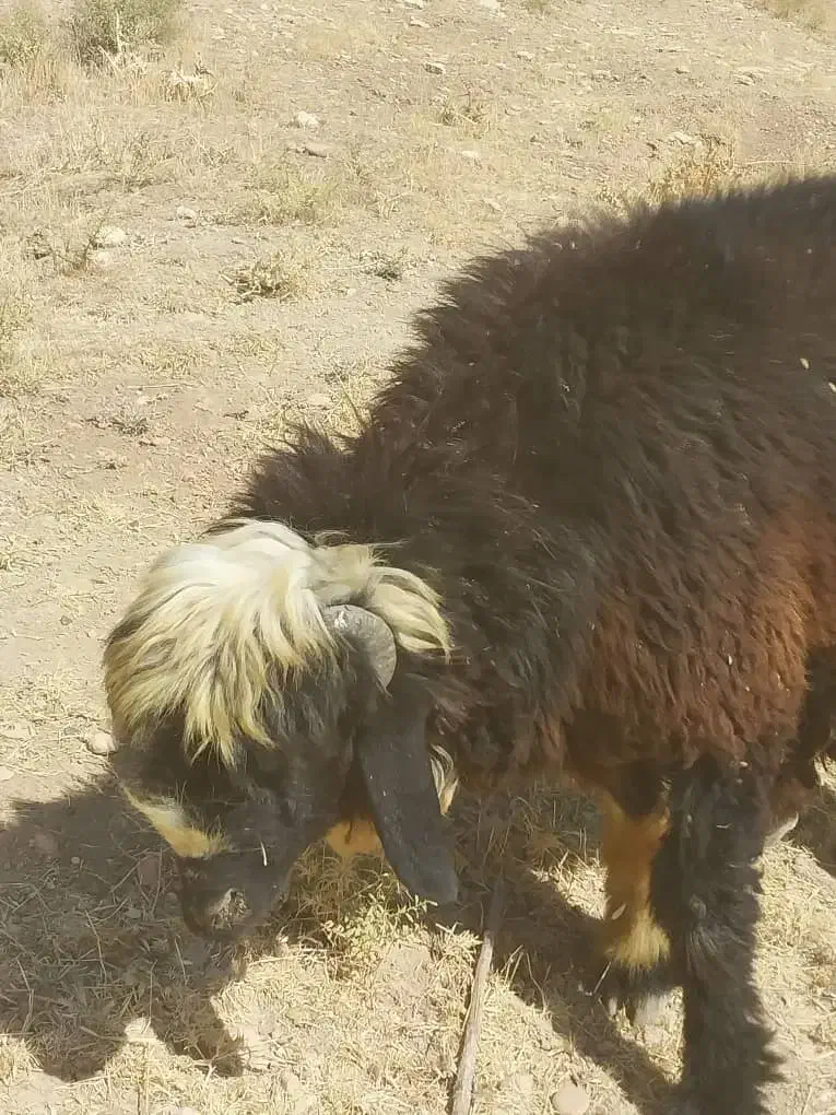 سلام ۳راس کاوه قوچ دو رگ ترکی بختیاری|حیوانات مزرعه|ارژن, |دیوار