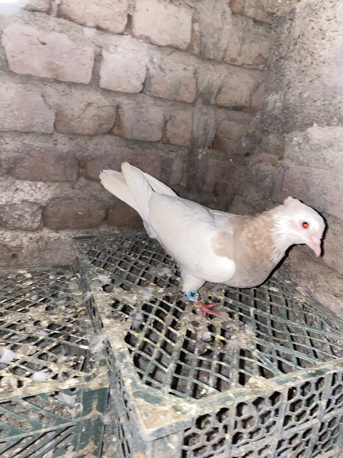 کلفه ماده|پرنده|نمین, |دیوار