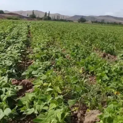 علوفه دامی لوبیا امسال|عمدهفروشی|فارسان, |دیوار