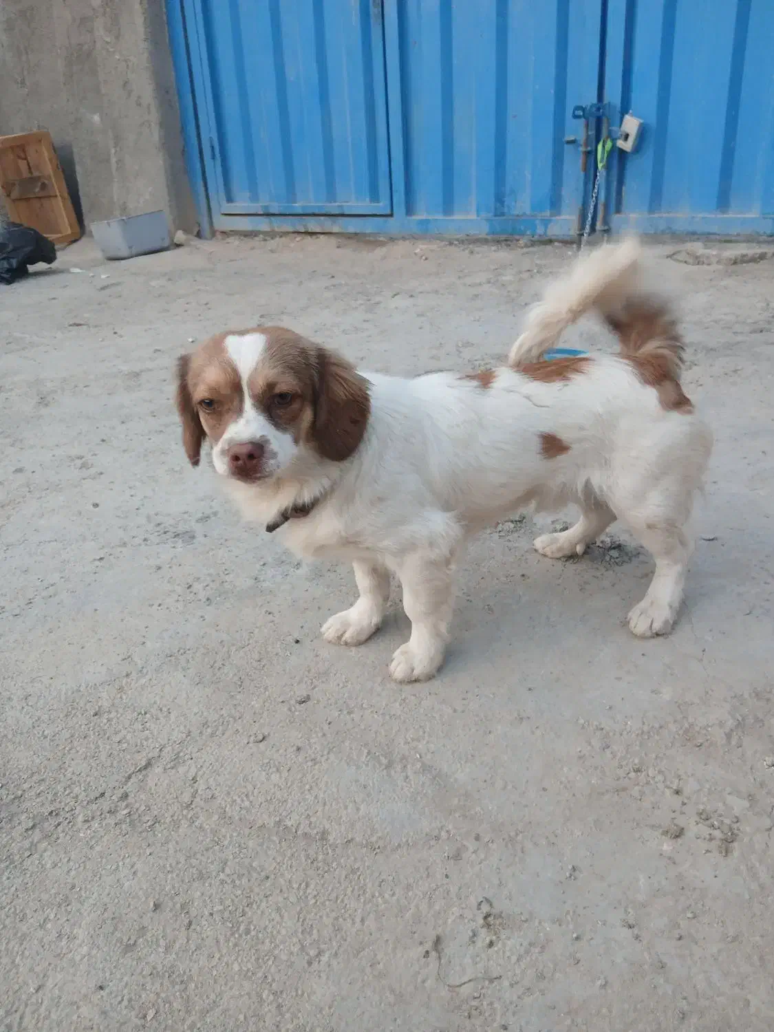 سگ نر پامر|سگ|قم, قلعه صدری|دیوار