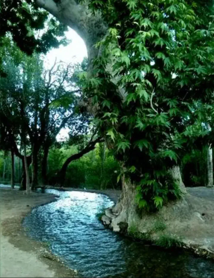 ویدوجا، ۲۰۰۰ متر باغ، همراه با آب چاه|فروش زمین و ملک کلنگی|برزک, |دیوار