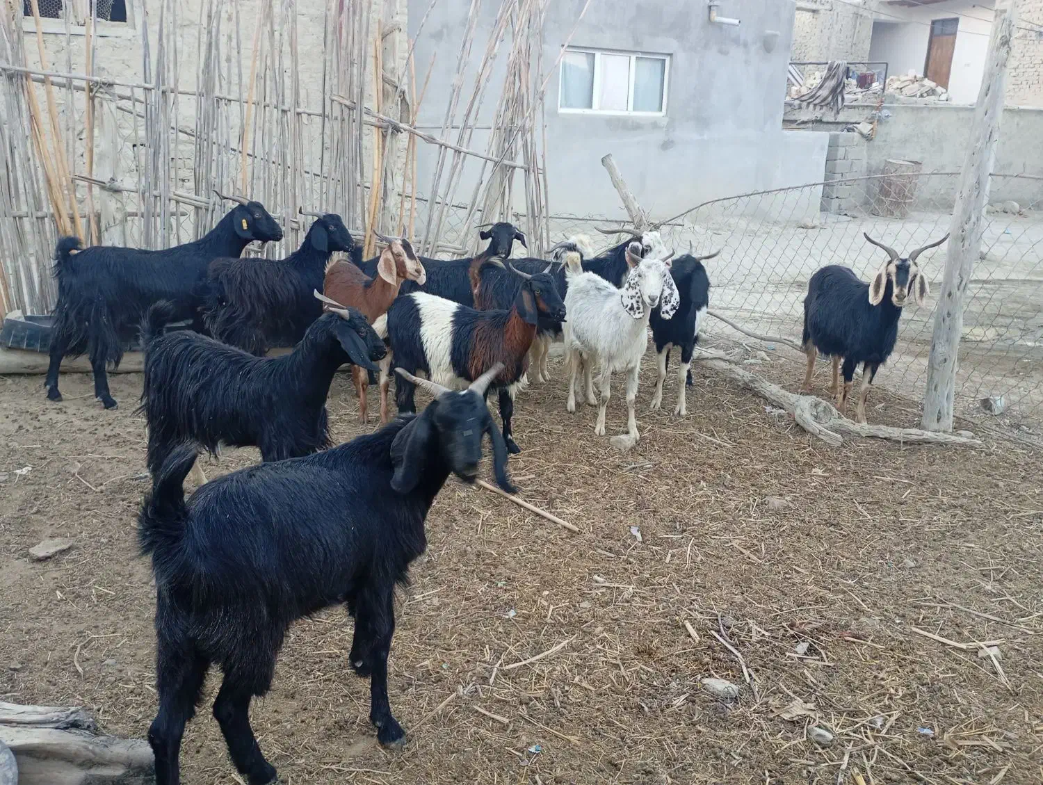 ده تا بز جوان. آبست دو دندان به فروش میرسد|حیوانات مزرعه|آشخانه, |دیوار