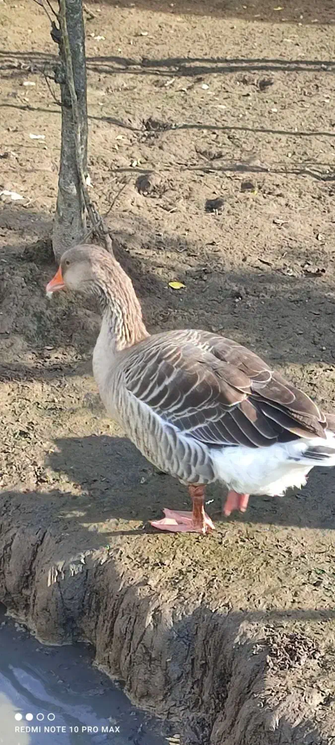 بغلمون و غاز و غو غاز|حیوانات مزرعه|رشت, آتشگاه|دیوار