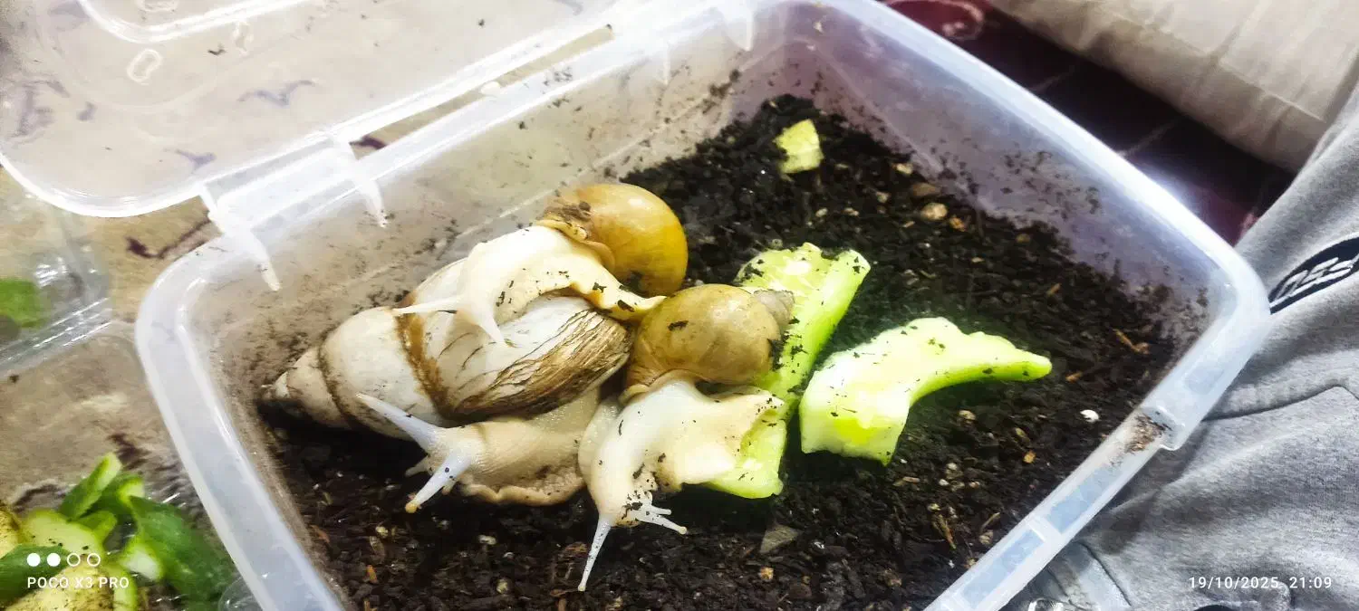 فروش حلزون های بسیار زیبا|خزنده|ملایر, |دیوار