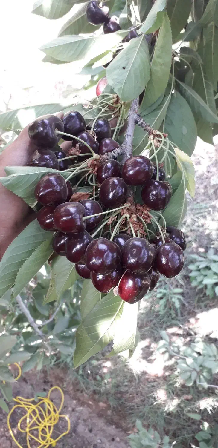 نهال گیلاس گردو .... با قیمت عالی|خدمات باغبانی و درختکاری|بجنورد, |دیوار