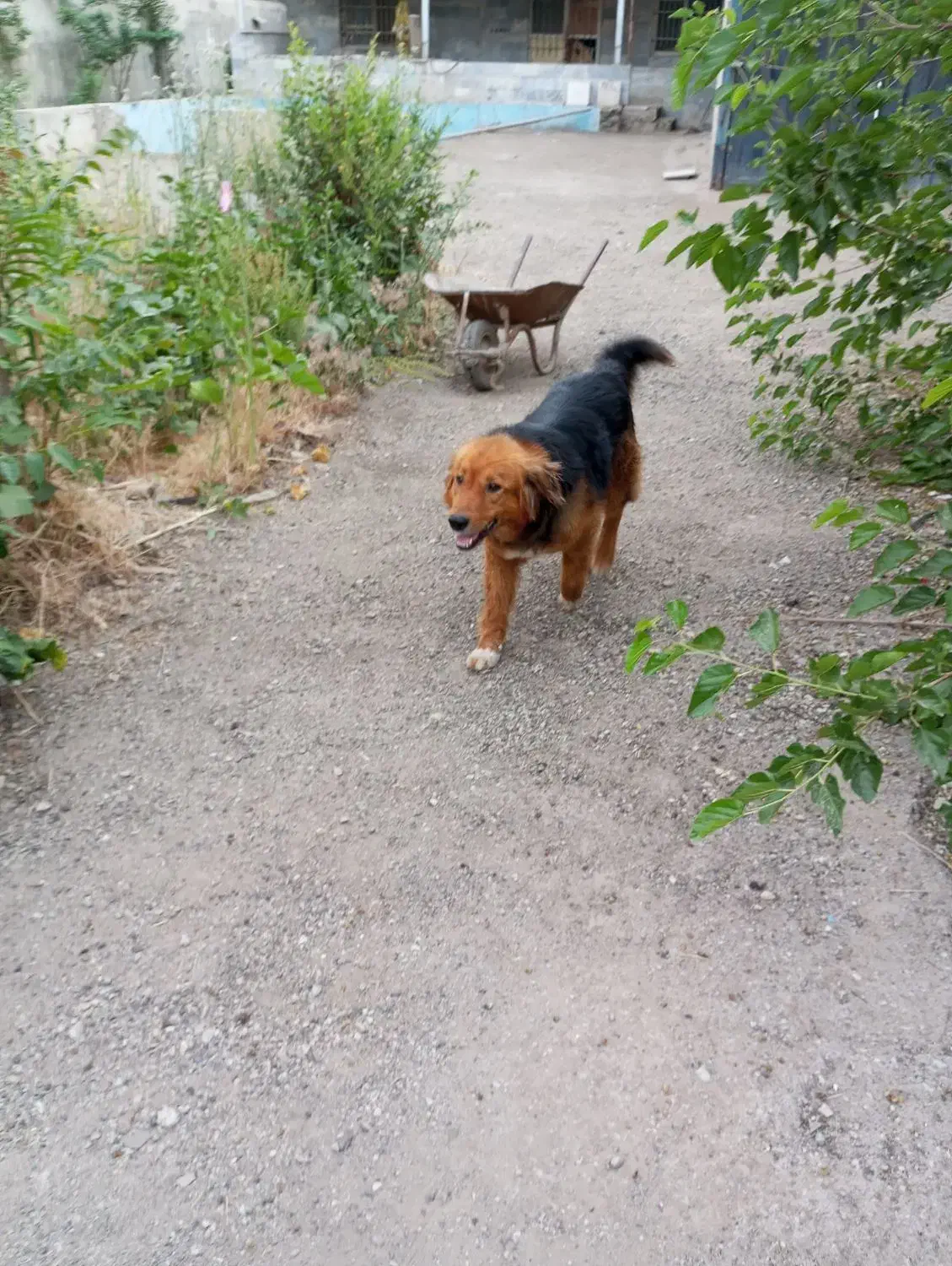 یک قلاده ژرمن وا گذاری میشود|سگ|بومهن, |دیوار